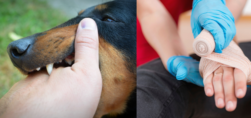 Curso de Atención de Primeros Auxilios en Mordeduras de Perro